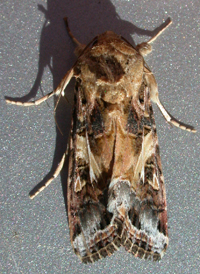 Yellow-striped Armyworm Armyworm
